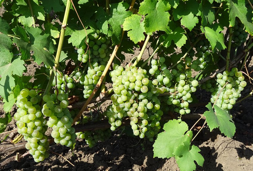 Шасла доре Шасла доре