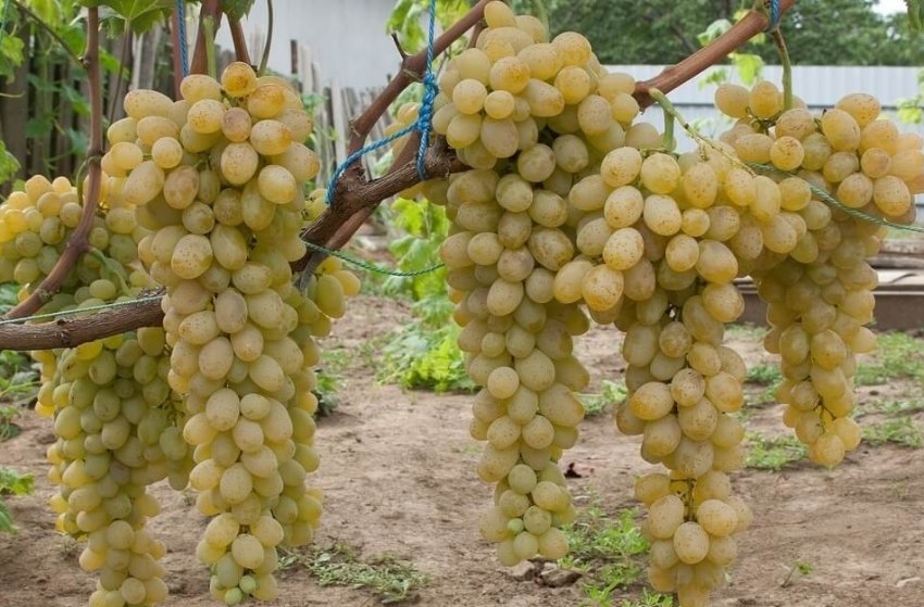 Валентина Валентина