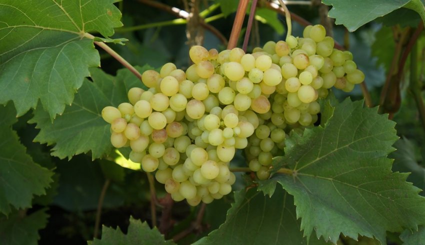 Кишмиш № 342 Кишмиш № 342