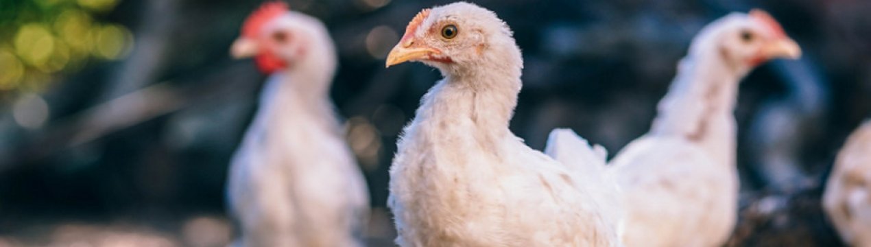 почему курицы клюют друг друга перья. Смотреть фото почему курицы клюют друг друга перья. Смотреть картинку почему курицы клюют друг друга перья. Картинка про почему курицы клюют друг друга перья. Фото почему курицы клюют друг друга перья