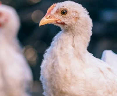 Чому кури вищипують пір'я один у одного?