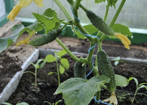 Как избавиться от паутинного клеща на огурцах в теплице