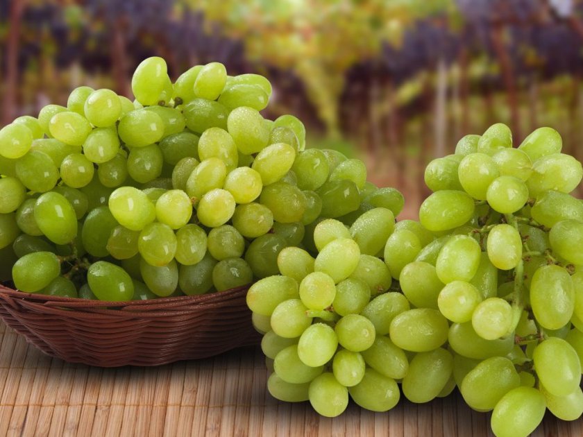 Лучшие сорта зеленого винограда: посадка и уход