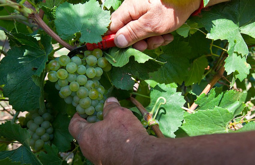 Виноград Виноград