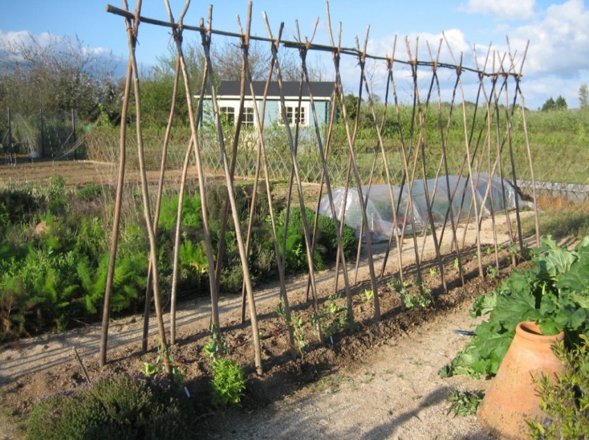 Шпалера для винограду Шпалера для винограду