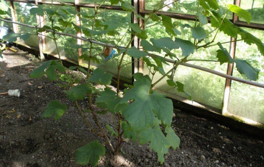 Подвязка винограда