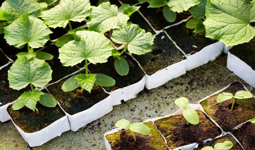 Розсада огірків