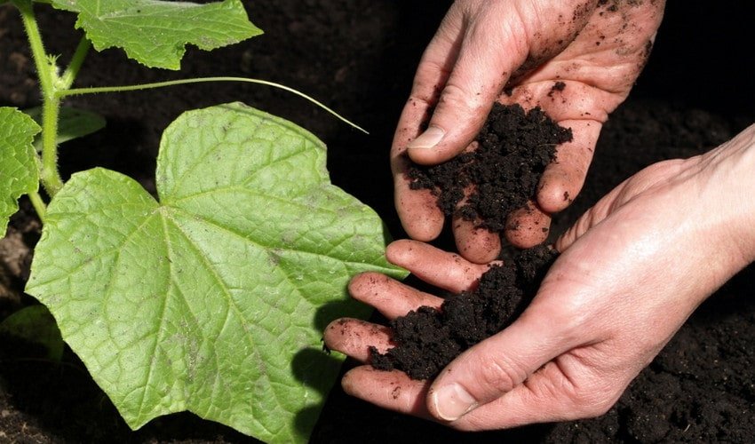 Догляд за ґрунтом