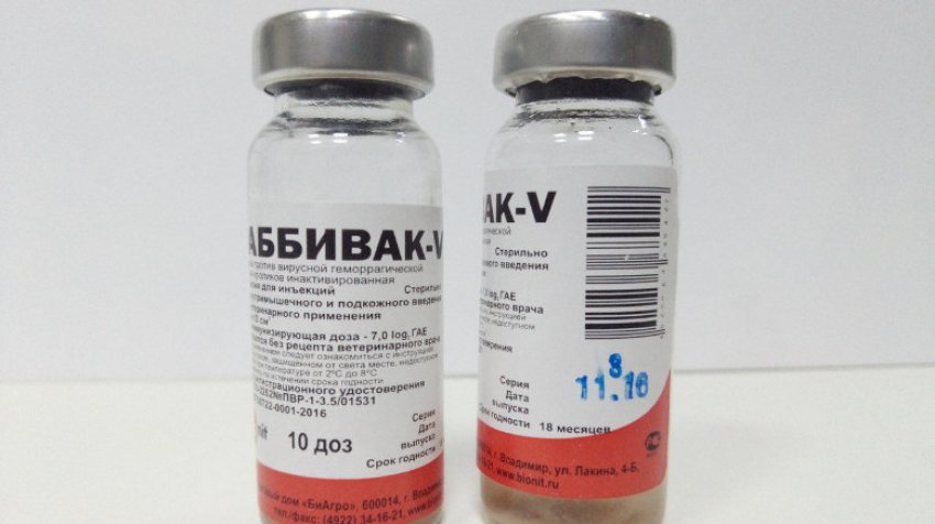чем болеют домашние кролики. 25756.phq6wo.850. чем болеют домашние кролики фото. чем болеют домашние кролики-25756.phq6wo.850. картинка чем болеют домашние кролики. картинка 25756.phq6wo.850. Учитывая, что кролики являются источником густого красивого меха и вкусного диетического мяса, их разведение может стать довольно прибыльным домашним бизнесом.