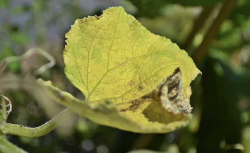 Жовтіють листя огірків