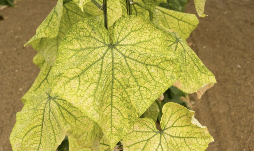 Білокрилка на огірках