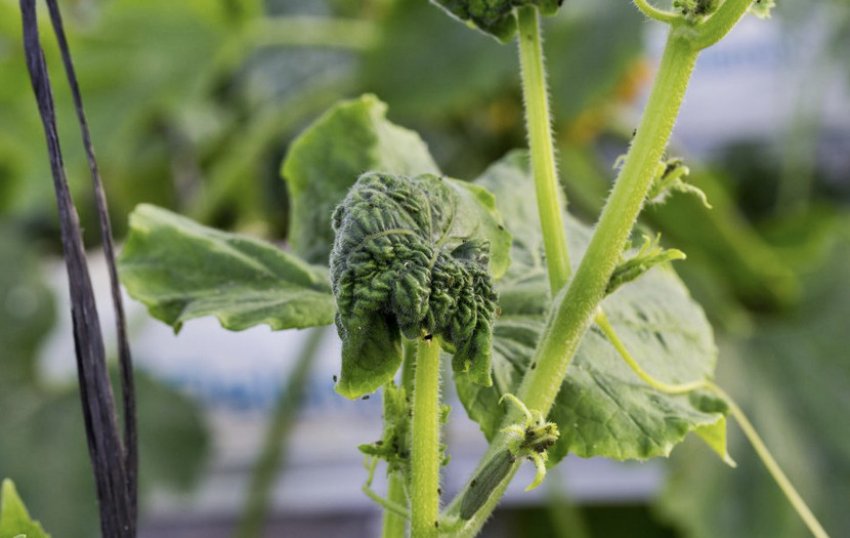 Попелиця на огірках