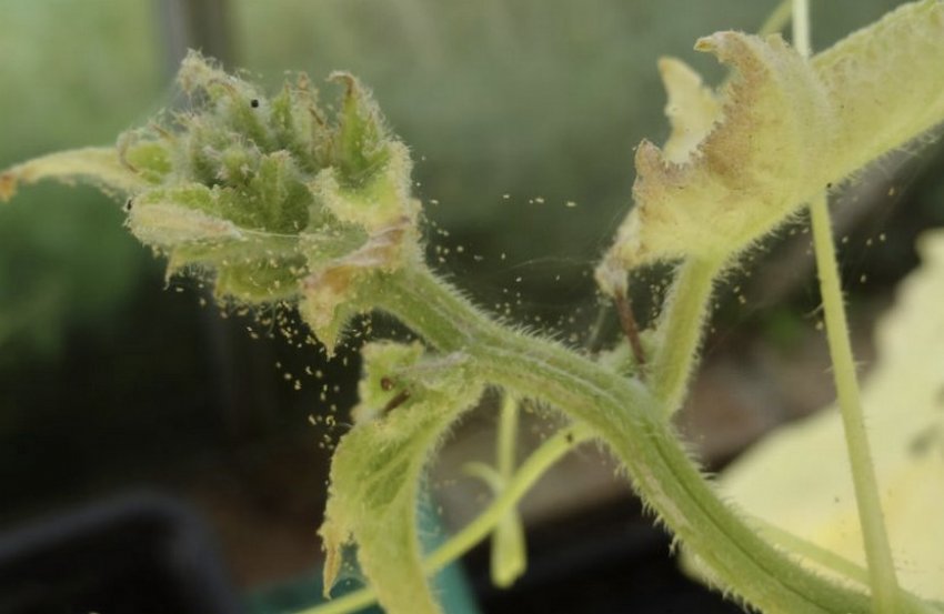 Павутинний кліщ