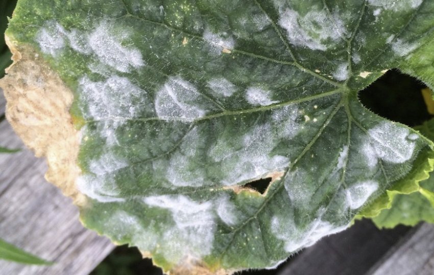 Борошниста роса