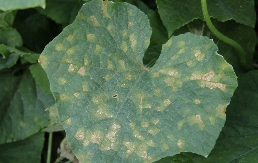 Пероноспороз