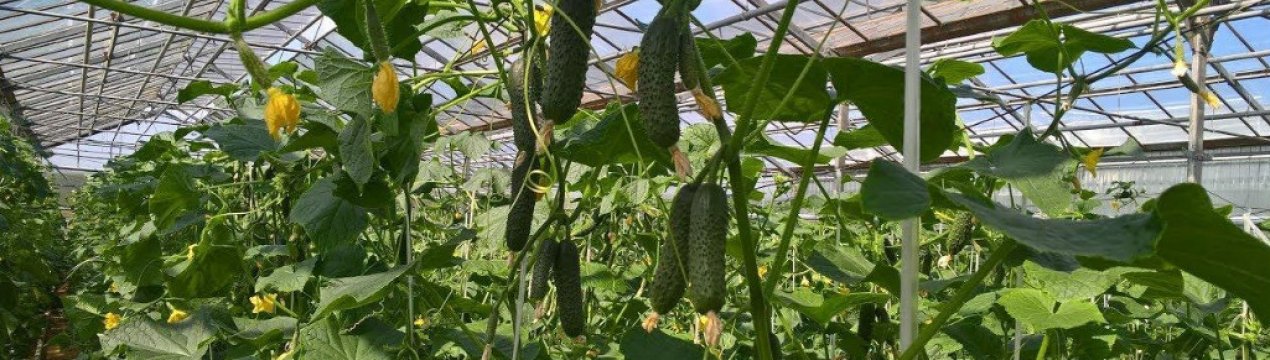 Що робити, якщо огірки в теплиці гіркі