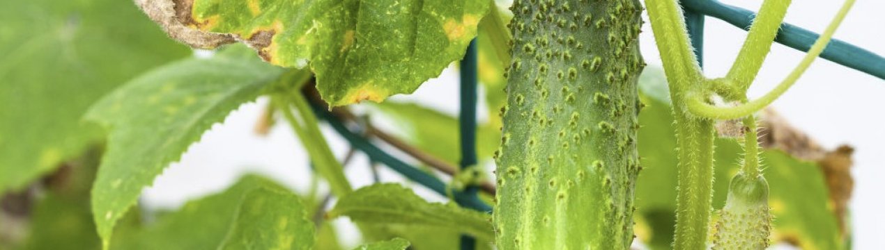 Як боротися з пожовтінням листя на огірках з допомогою народних засобів