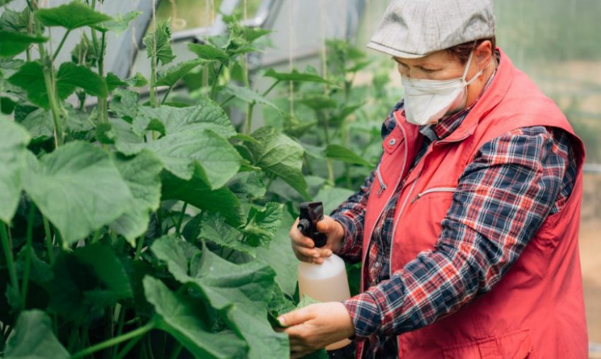 Підживлення огірків в теплиці Підживлення огірків в теплиці