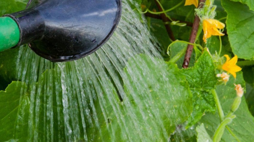 Полив огірків Полив огірків