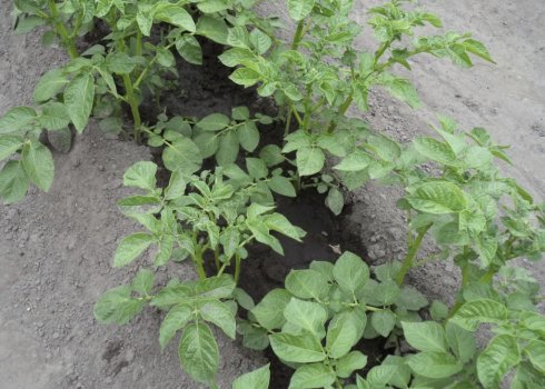 Як можна використовувати бадилля картоплі?