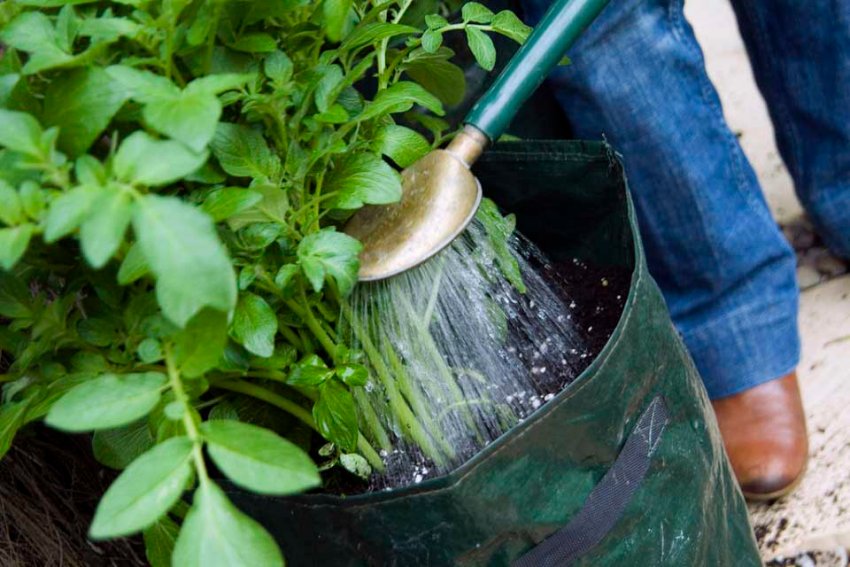 Підживлення і поливання