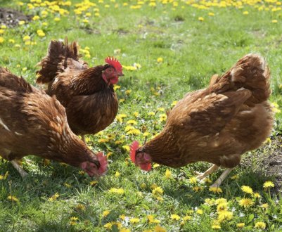 Чому кури перестали нести яйця восени?