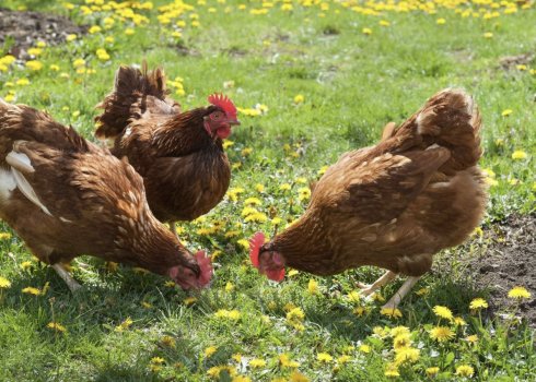 Чому кури перестали нести яйця восени?