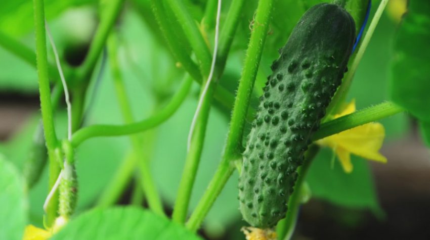 Огірок Герасим Огірок Герасим