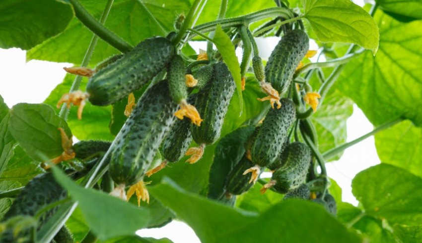 Огірки сибірська гірлянда Огірки сибірська гірлянда