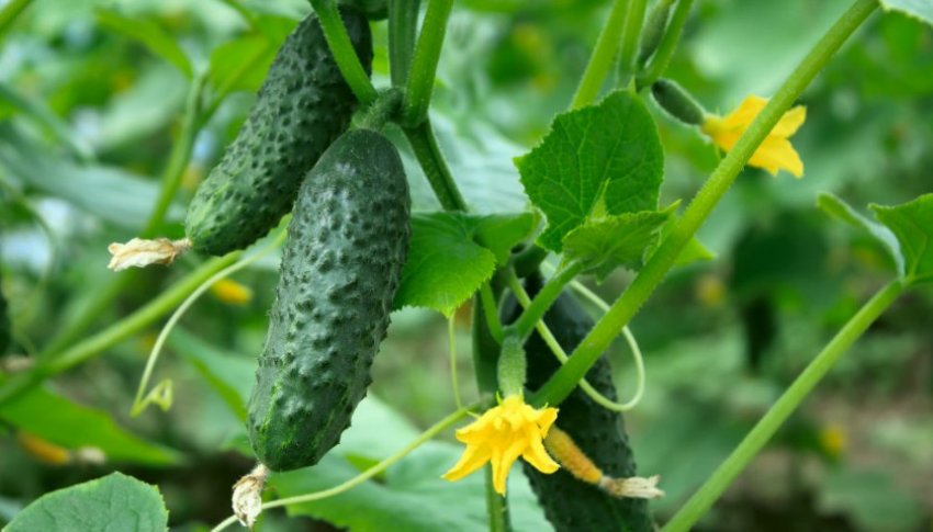 Огірки барабулька Огірки барабулька