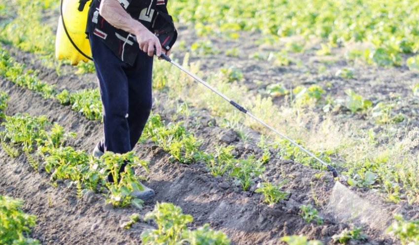 Вирощування картоплі каратоп