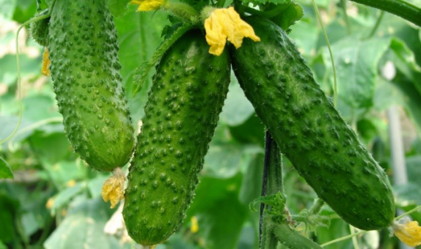 Огірок китайський плетистий Огірок китайський плетистий