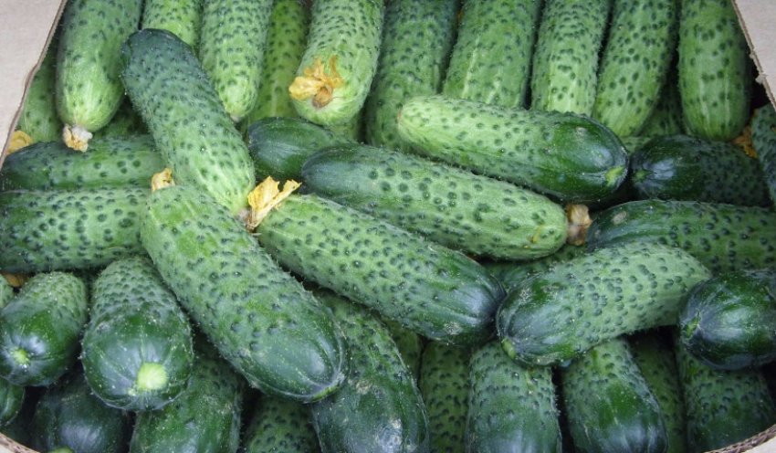 Огірки Герман Огірки Герман