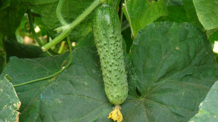 Огірок Маша Огірок Маша