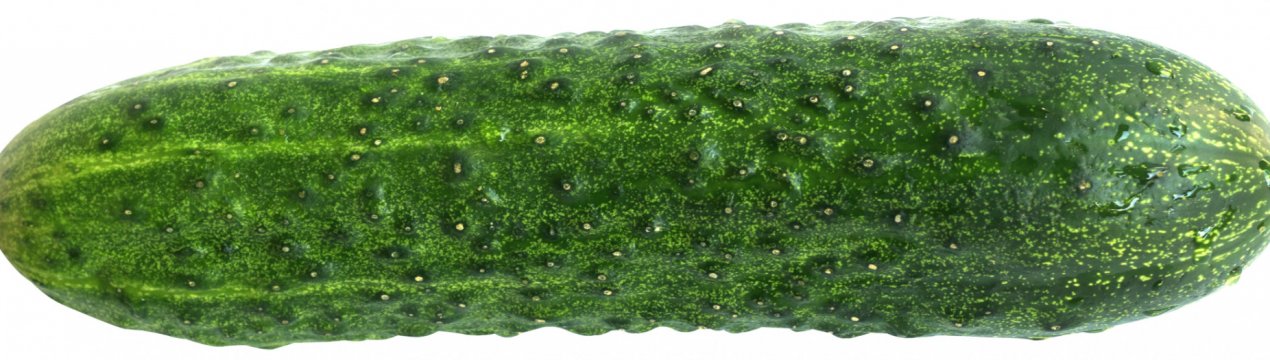 Кращі сорти огірків для Підмосков'я