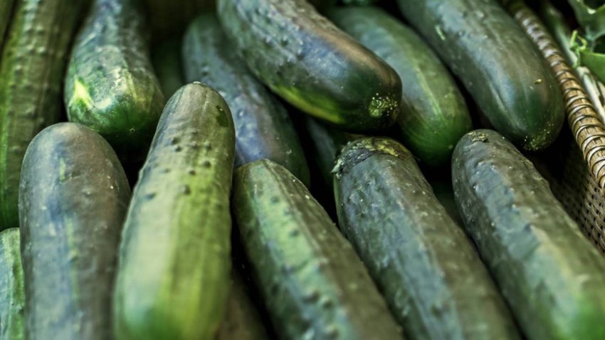 Огірки альгамбра Огірки альгамбра