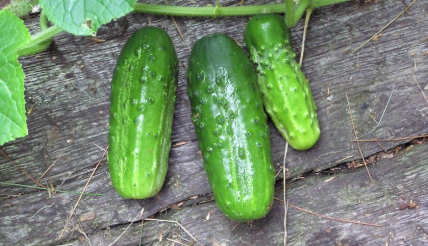 Огірок лазурит Огірок лазурит