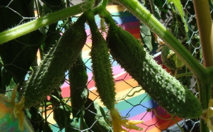 Огірок сюзанна Огірок сюзанна