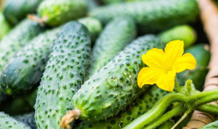 Огірок форсаж Огірок форсаж