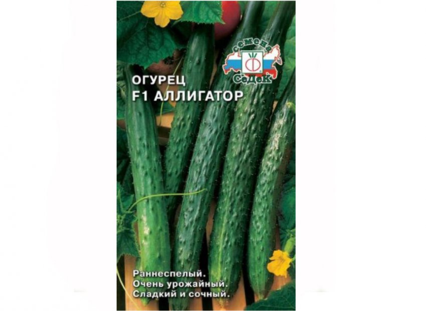 Сорт огірків алігатор