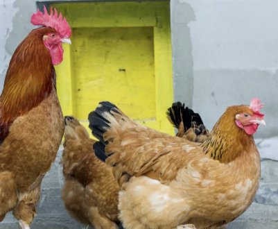 Як правильно приготувати мішанку для курей