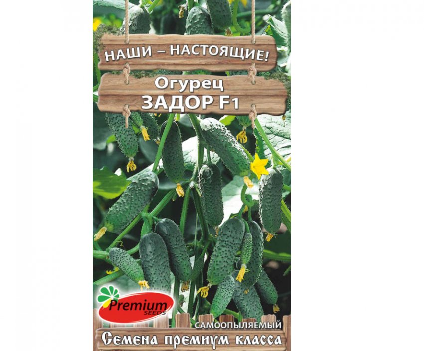 Сорт огірків запал