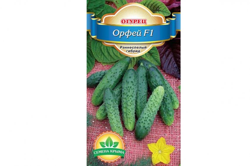 Сорт огірків орфей