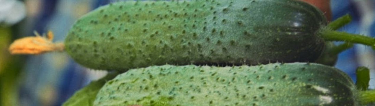 Огірки Директор f1: опис і вирощування сорту