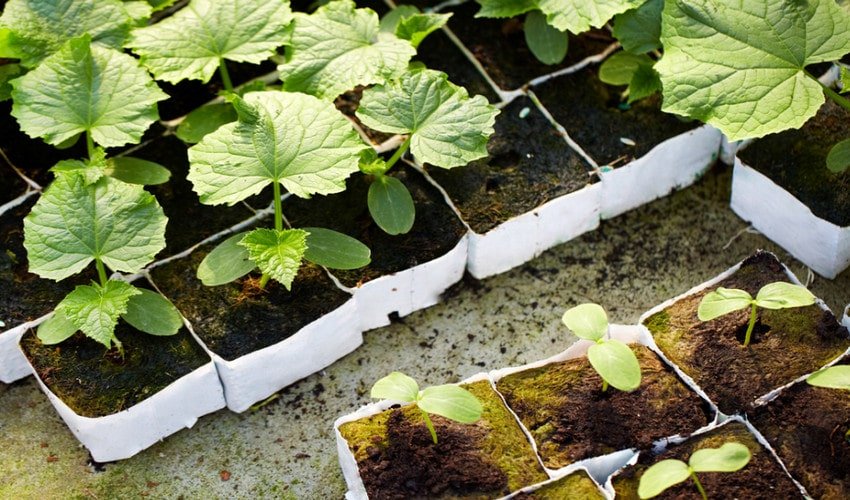 Розсада огірків