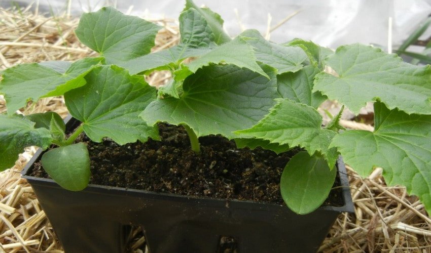 Огірки Директор f1