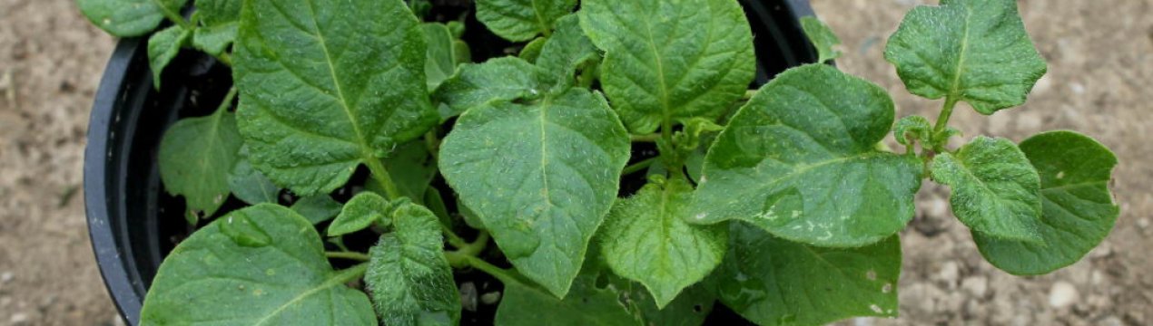 Как выращивать картофель из семян в домашних условиях