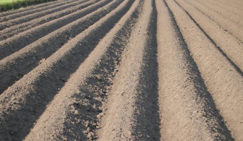 Розмітка грядок для картоплі Розмітка грядок для картоплі