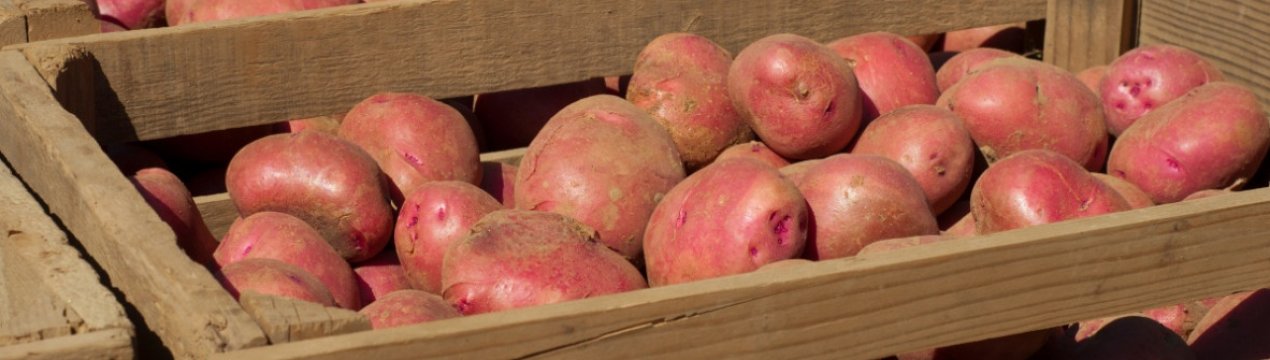 Як правильно і скільки зберігати картоплю в погребі