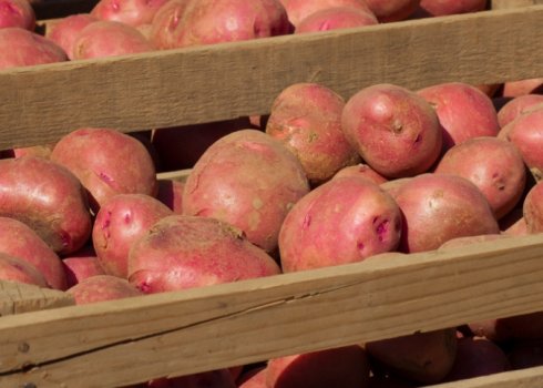 Як правильно і скільки зберігати картоплю в погребі